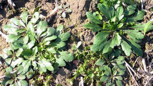 Key Strategies For Spring Marestail Management