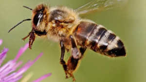 Survey Shows Better Results For Pollinators, But Losses Remain Significant