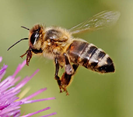 Syngenta, Bayer CropScience Team Up On EU Bee Health Stalemate
