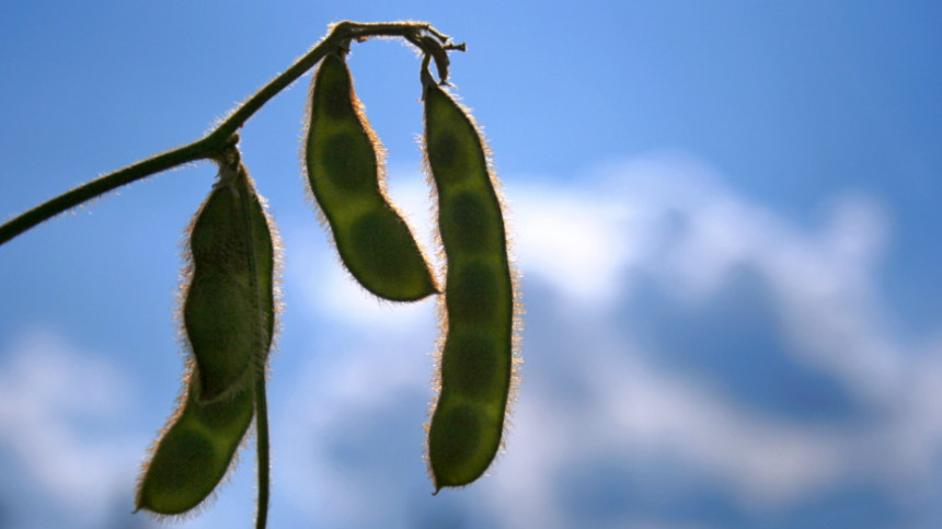 Agriculture: A Need For The Long View