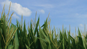 NCGA Questions Study On Climate And Corn Yield