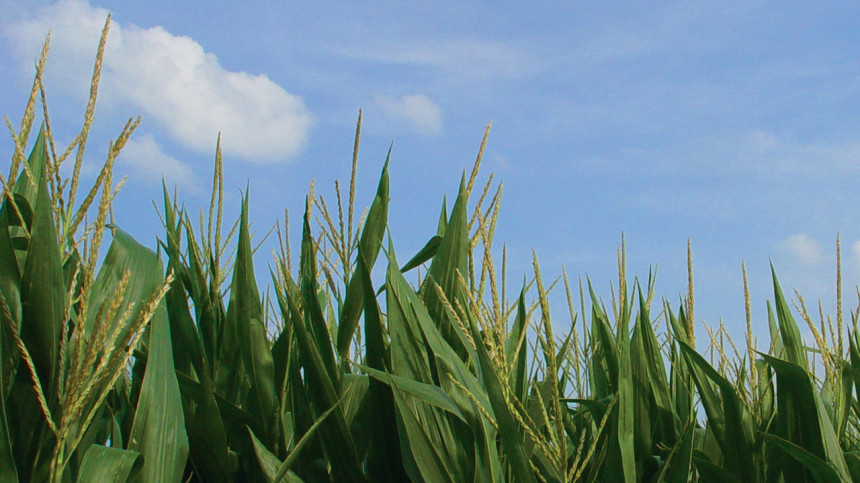 FMC Corp. Joins Sustainable Agriculture Alliance