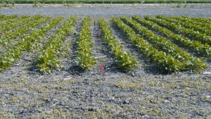 Monsanto, DuPont Form Dicamba Supply Agreement