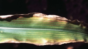 5 Steps For Identifying Nutrient Deficiencies This Summer