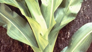 Sulfur Deficiency A Developing Issue