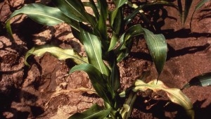 Soil Conditions And The Need For Zinc Fertilizer