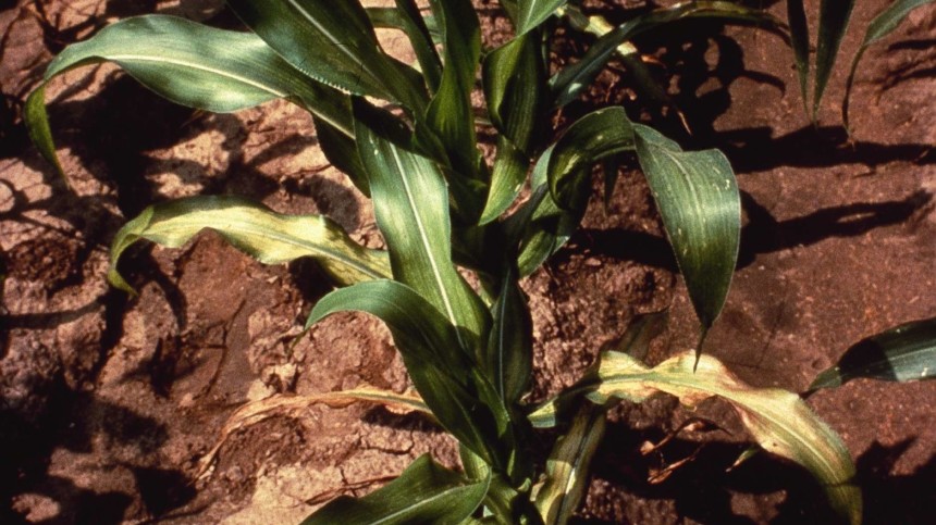 How Critical Are Micronutrients For Crop Production?