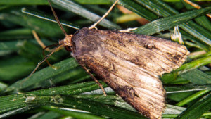 Cold Weather Not Slowing Down Black Cutworm Moths