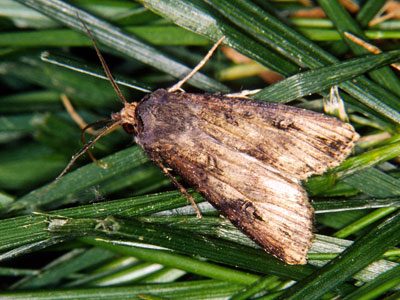 Cold Weather Not Slowing Down Black Cutworm Moths
