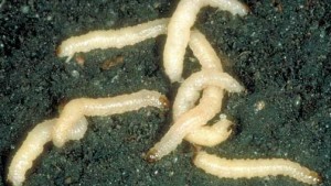 Monsanto, MSU Extend Support Of Corn Rootworm Program