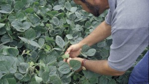 Syngenta: Get Out and Scout Soybeans