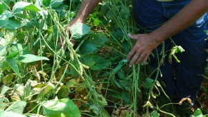 Disease Management: Factor In Field History, Weather