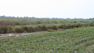 Bee Buffer Strip Initiative Seeks 100 Ohio Farmers
