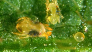 Drought Causing Severe Threat From Twospotted Spider Mite