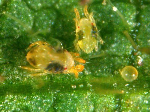 Create a ‘No-Mite Zone’ Around Your Fields