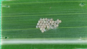 Western Bean Cutworm Counts On The Rise