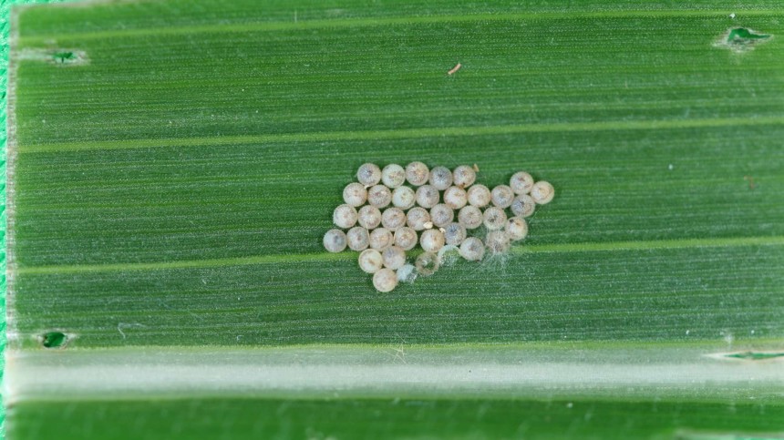 Entomologists: Start Scouting Western Bean Cutworms