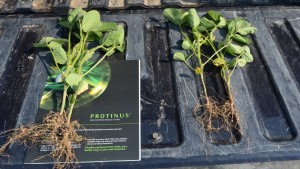Micronutrients Battle Stress, Yield Loss