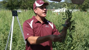 Pigweed Update: 4 Tips For Curtailing Palmer Amaranth Movement