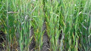 How To Avoid Aphid Infestation In Winter Wheat
