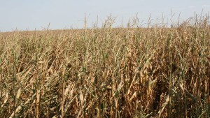 STUDY: Corn Biofuels Worse For Environment In Short Term Than Gasoline (UPDATED)