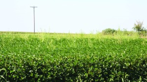 Herbicide Resistance In Waterhemp Continues To Grow