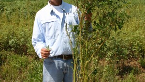 Study: Zero Tolerance Needed In Management Of Glyphosate-Resistant Palmer Amaranth