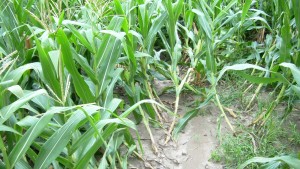FMC Corp. Introduces New Tool in Battle Against Resistant Corn Rootworms