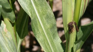Drought Shifts Pest Mix