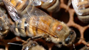 Bayer CropScience: Statement On Annual Winter Honey Bee Loss Survey