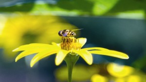 Heed The Bees During Spring Planting