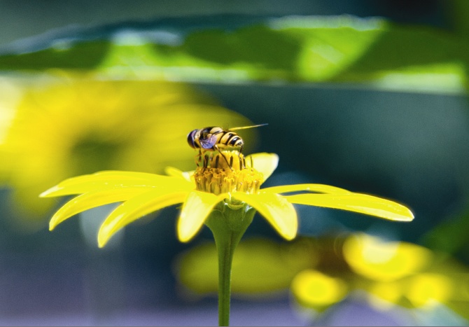 Heed The Bees During Spring Planting