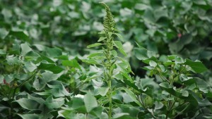 News On The Pigweed Front