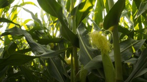 Monsanto-Syngenta: What Price Is Right?