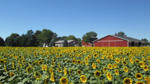 Syngenta Launches New Seed Treatment Fungicide