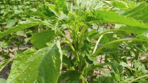 Weeds: The Fearsome Five