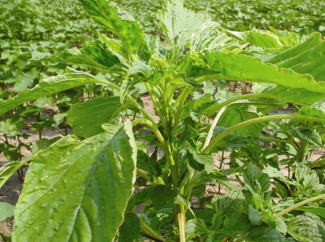Visualizing The Growth Rate Of Palmer Amaranth
