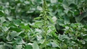 New Training Modules On Herbicide Resistance Now Available