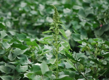 New Training Modules On Herbicide Resistance Now Available