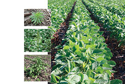 The Resistant Weeds Epidemic