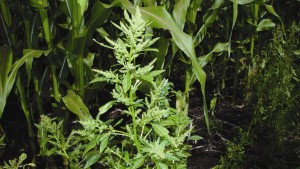 Waterhemp: A ‘Friendly’ Native Evolves Into the Cornbelt’s Worst Weed Problem
