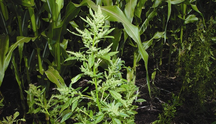 When Weed Control Goes Wrong