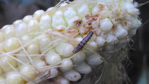 How To Scout For Corn Earworms In Corn