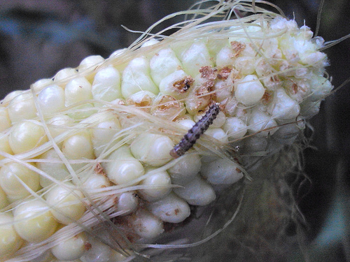 How To Scout For Corn Earworms In Corn