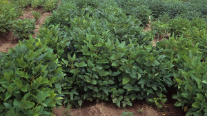 Dow AgroSciences Advancing Novel Insect-resistant Soybean Trait