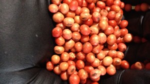 Seed Treatments Show Promise