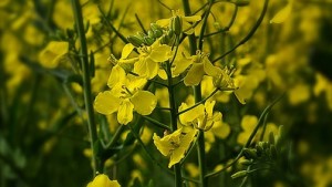 Bayer CropScience, Northstar Agri Industries Launch New Canola Hybrid
