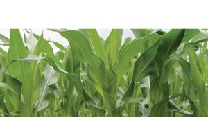7 Keys To Delivering Effective Fertility Programs: #6 Yield Data
