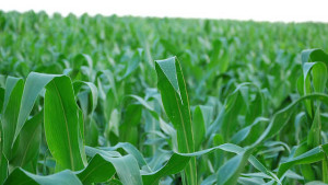 Meeting Your Crop’s In-Season Nutrient Needs