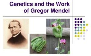 6. Scientific plant breeding, 1920s (No. 38 overall)